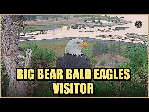 Big Bear Bald Eagles and Visitor!