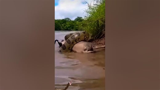 a large python attacked the wildebeest and wrapped itself around it