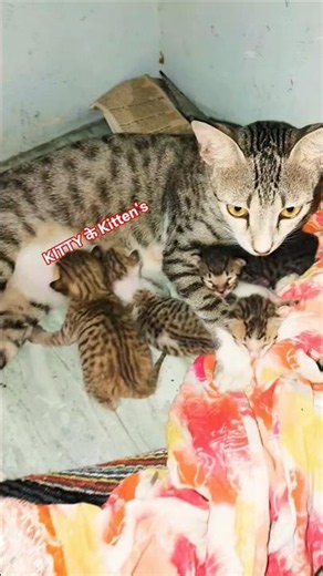 Mom Cat Protecting Her Babies... ThisIs Pure Love #kittencuddles #cat #prettycat