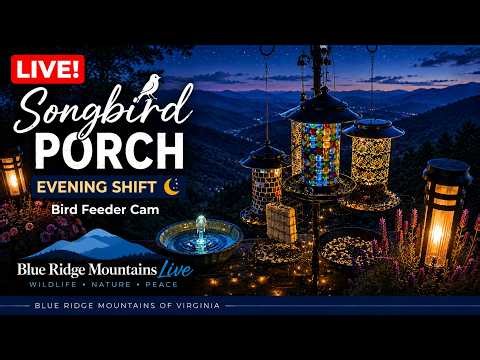 LIVE Bird Feeder Cam 🐦 Blue Ridge Mountains Bird Haven • Birds & Wildlife