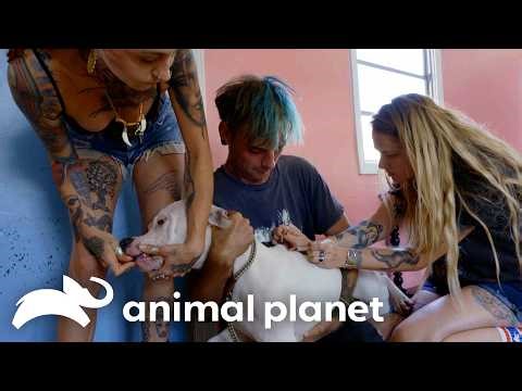 Deaf Dog's Vaccination Gets Complicated! | Pit Bulls and Parolees | Animal Planet