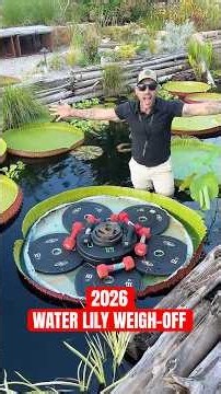 It’s for the 2026 Water Lily Weigh-Off! Who will get the gold?!🏅🪷✨
