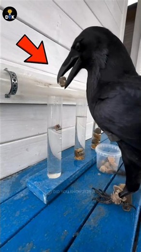 Crows Are Smarter Than You Think! 🤯🐦 | #shorts
