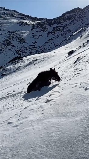 Horses in Snowy Mountains