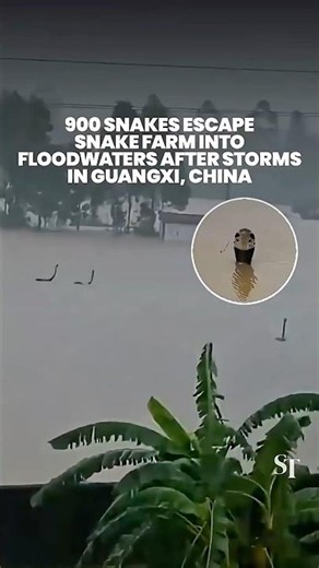 Around 900 snakes escape into floodwaters in Guangxi, China