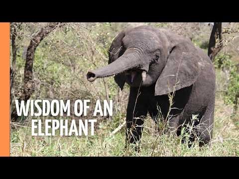 The Memories of a 60-Year-Old Elephant | Heartwarming Wildlife Documentary