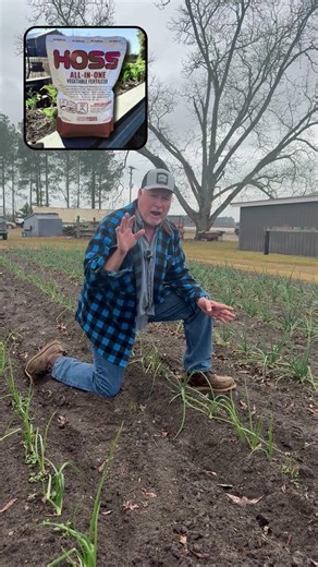 Want bigger, healthier onions? Don’t skip fertilizing. Feed early, stay consistent, and get results!