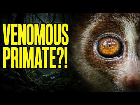 Slow Loris: The Venomous Primate Science Lost for 90 Years