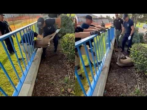California Firefighters Help Massive Deer Stuck In Fence On Easter Morning