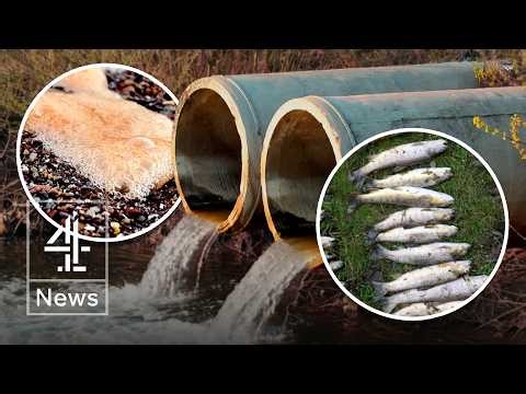 How England’s water monopolies escape prosecution for polluting rivers