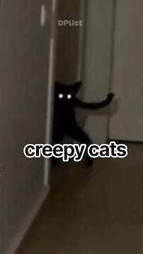 Would You Actually Keep One of These Cats?