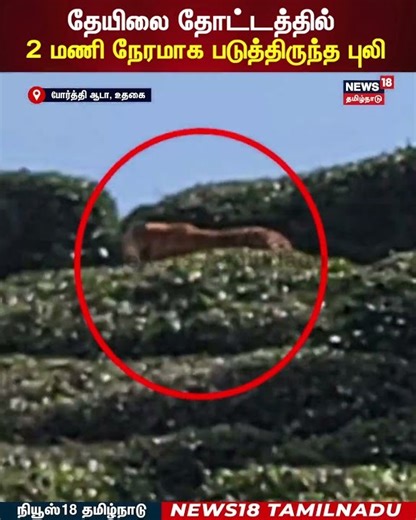 Tiger Viral Video | தேயிலை தோட்டத்தில் 2 மணி நேரமாக படுத்திருந்த புலி! | N18S