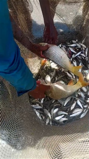 Monster Fish Explosion at Our Farm 🐟💥 | Crazy Fish Checking Day!#FishingWorld #AmazingCatch