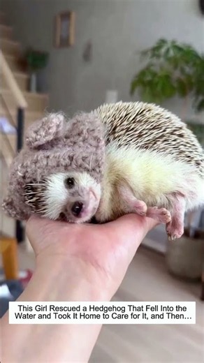 This Girl Rescued a Hedgehog That Fell Into the Water and Took It Home to Care for It, and Then…
