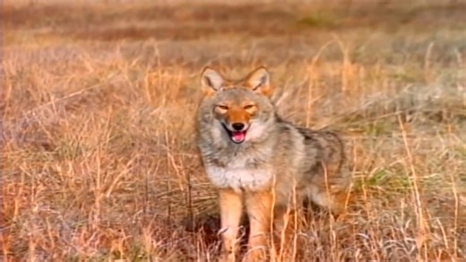 COYOTE SOUNDS – With yips, barks, growls and high pitched howls, coyotes provide a symphony of sounds that you might hear. Learn more as AskMDC provides some interesting info in this short video. | Missouri Dept. of Conservation