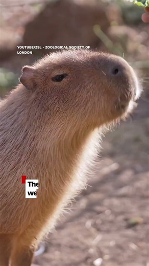 Animals at London Zoo receive annual health checks