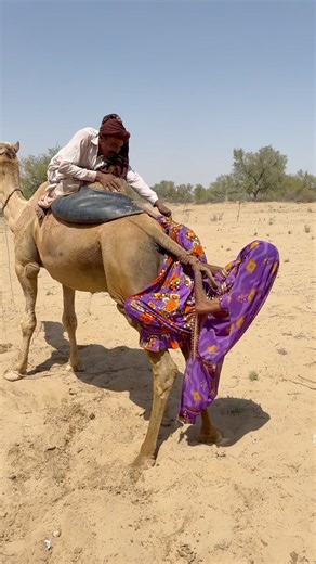 العريس يساعد عروسه على ركوب الجمل