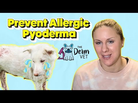 EP306 - Preventing pyoderma in your allergic patients | The Derm Vet Podcast