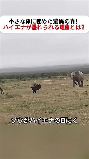 小さな体に秘めた驚異の力！ ハイエナが恐れられる理由とは？ #ハイエナ #アフリカの自然 #野生の世界 #動物ドキュメンタリー #捕食者