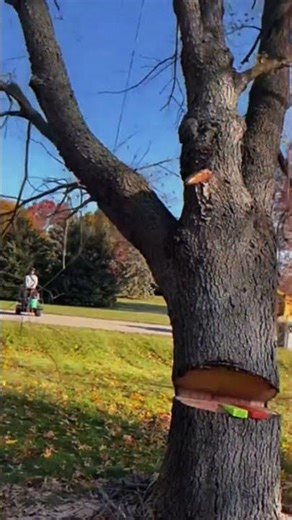 Crazy Tree Drop! TIMBER 💥🌲