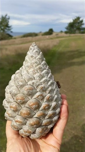 #hiking #california The Most Enchanted Hike in California - California Hiking #cambria #hike
