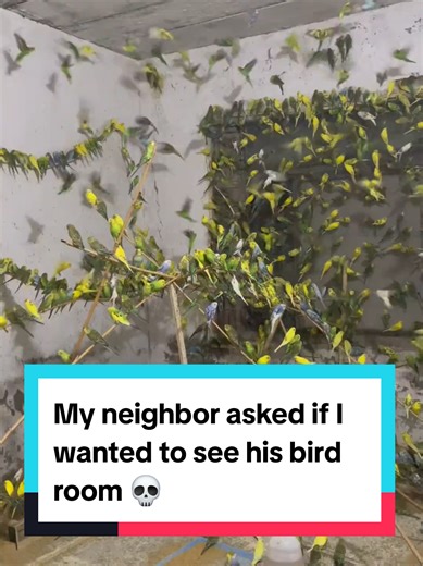 Exploring My Neighbor's Fascinating Bird Room