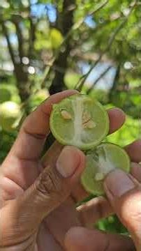 Lime (fruit)