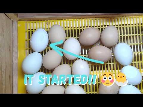 EGG PIPPING LIVE 🐣 First Chick Hatching NOW!! Will It Hatch?! Incubator Hatch Day