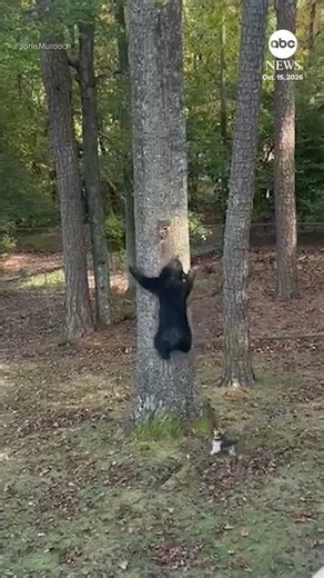 Little dog defends backyard from bear