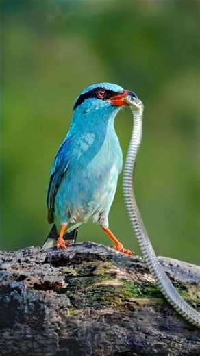Bird Catches and Eats a Snake – Rare Wildlife Moment #youtubeshorts #youtubesecrets #youtubecreator