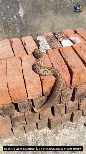 Russell’s Viper in Motion! 🐍 | A Stunning Display of Wild Nature #RussellsViper #SnakeBehavior