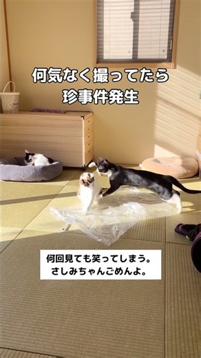 猫たちの風景を何気なく撮ってたら珍事件。姉御は強し。 #保護猫 #猫の喧嘩 #shorts