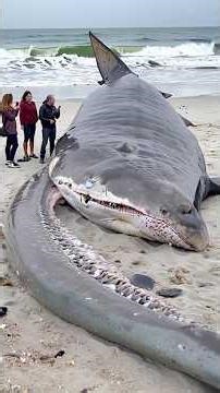 REAL Creatures Filmed Emerging From the Ocean During Storms