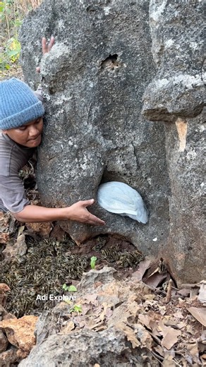 Catching a wild junglefowl in a rock crevice.