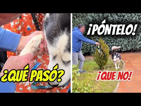 ¿MAX SE LASTIMÓ? 🩸 El TRUCO INFALIBLE para poner el ARNÉS a mis Huskies 
