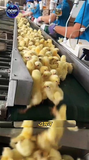 The Secret Inside Every Egg That Could Change the Poultry Industry! 🐣