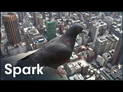 How Nature Adapts To Urban Expansion