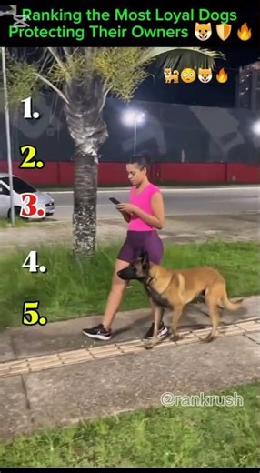 Ranking the Most Loyal Dogs Protecting Their Owners 🐶🛡️🔥#loyaldogs #dogheroes #dogprotection
