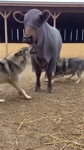 Wolves Attack Armored Cow… WORST HUNT EVER 😳🐺#crazyanimals #fyp #trending