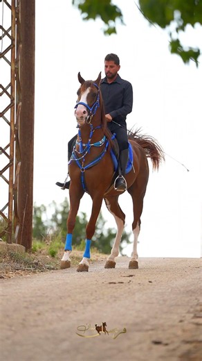 king junior #horse #horseriding #stallion #brazil