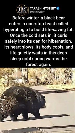 How a Black Bear Prepares for Winter: Hyperphagia and Hibernation Explained #shorts