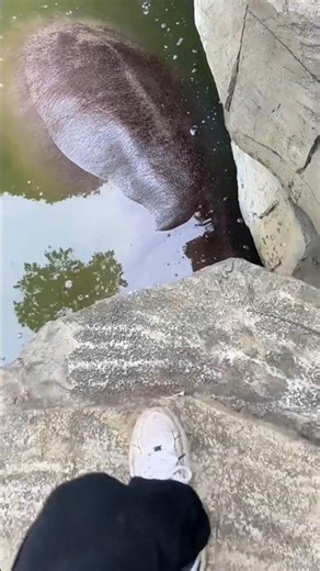 Hungry Hippo Eats NON-STOP 🦛 Cute Animal Shorts 😳😍