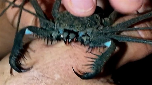 Coyote Peterson gets bitten by a massive whip scorpion