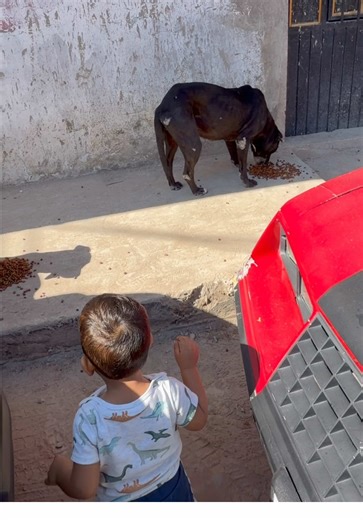 Le dio un golpe a la Acura🤦🏽‍♂️ compartiendo con unos perritos de la calle#familia