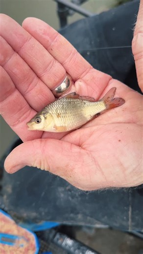 Preston Innovations on Instagram: "What the smallest carp you’ve ever caught? This is a typical average stamp for Andy May this. 😉 Can anyone beat it? 🤣"