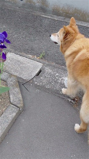 もしも僕が小学校入学したら？？