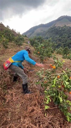 Cutting down low yield orange trees with a machete