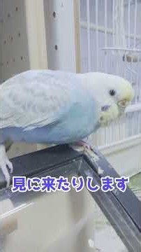 生後551日目。巣上げ536日目。えくらまたきれいに❤ #セキセイインコ #lovebirds #ヒナ