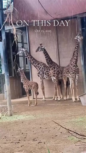 #onthisday San Diego Zoo Wildlife Alliance!! 🥰 AZA accredited, conservation, and education thrive!!! #zooguy #ryanslasher #sandiegozoo #rain