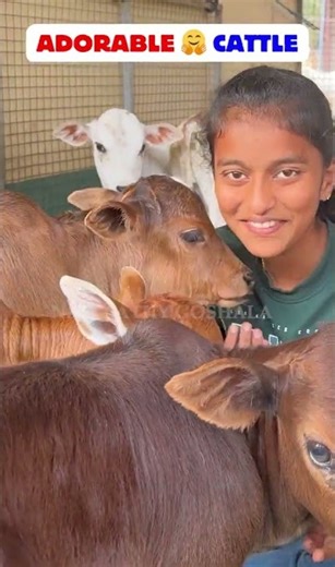 Pet Cows 🐮 So Calm, Sweet & Loving 😍 #pet #cow #love #cute #shot #fun #joy #life #day #fam